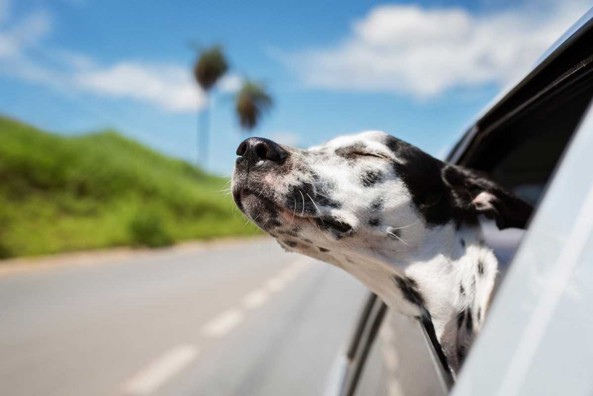 Special Features That Make 2025 Cars Ideal for Dog Owners